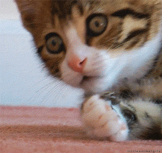 gif of a kitten gasping in response to learning you can make money from entry level writing jobs